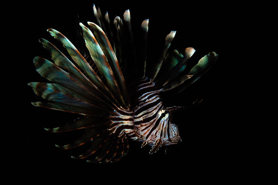 Lionfish Lionfish