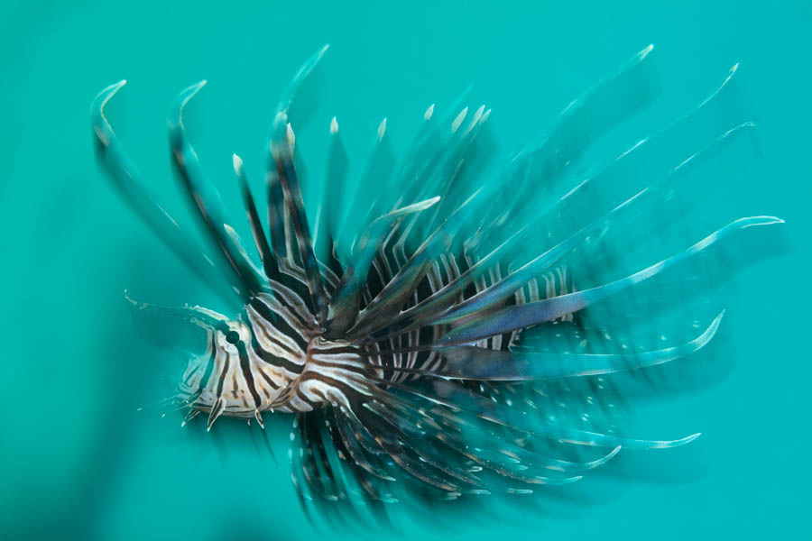 Lionfish Lionfish