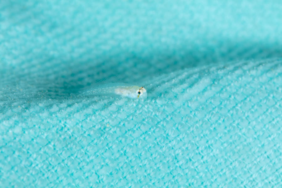 Little Goby on a Blue Towel Little Goby on a Blue Towel