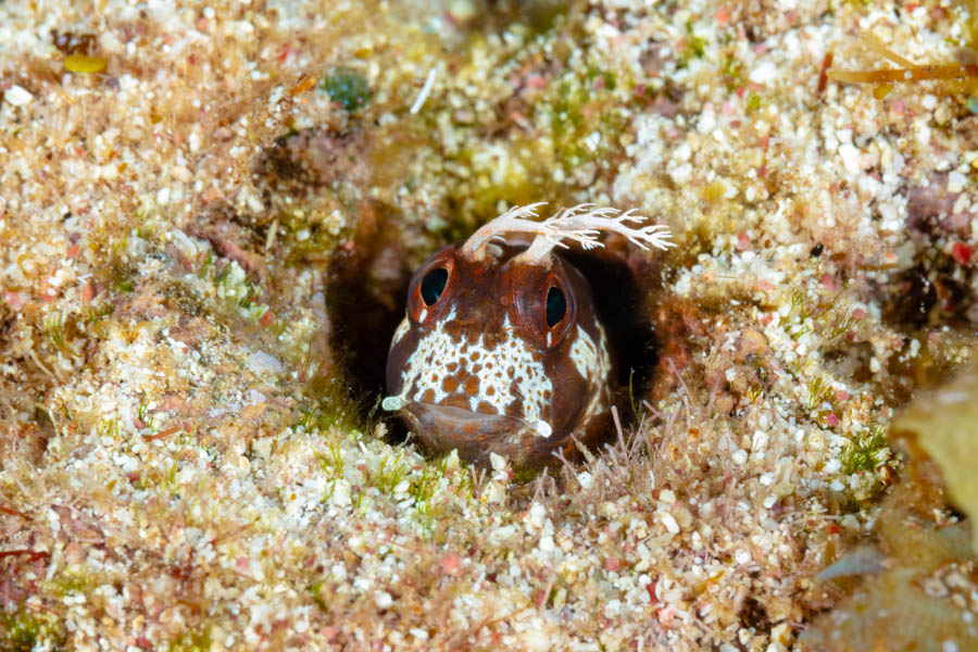 Longhorn Blenny Longhorn Blenny