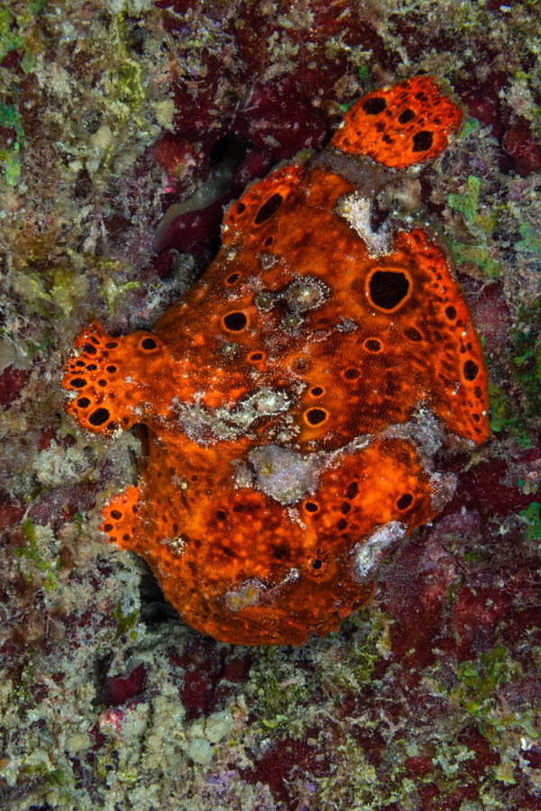 Longlure Frogfish Longlure Frogfish