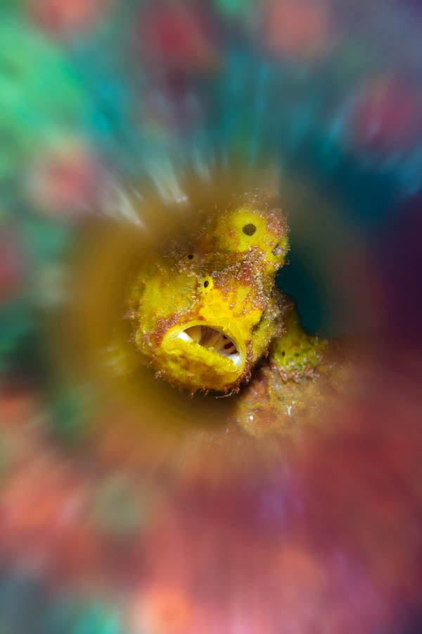 Longlure Frogfish Longlure Frogfish