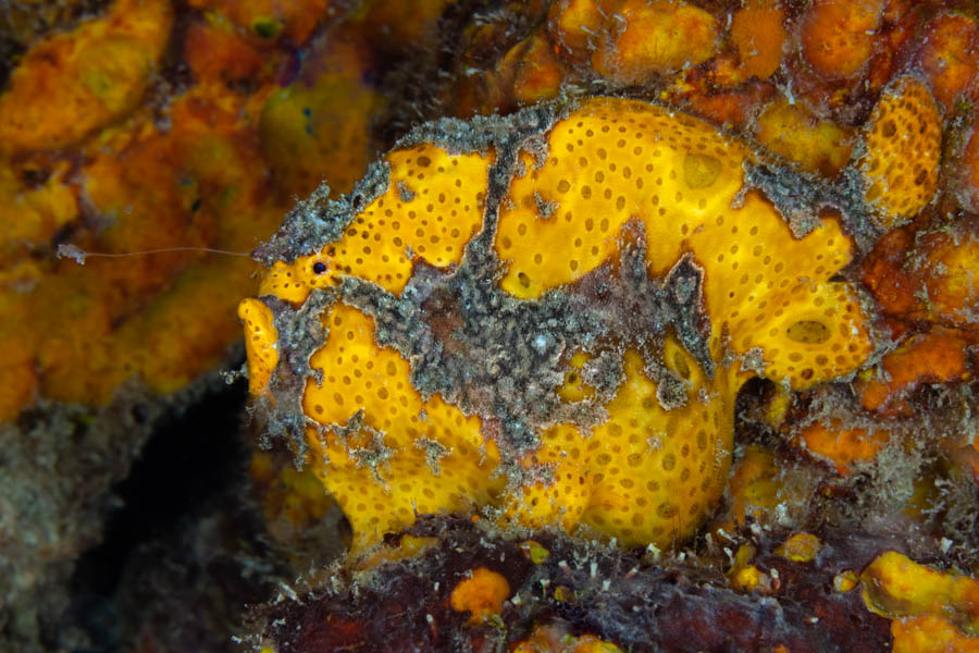 Longlure Frogfish Longlure Frogfish