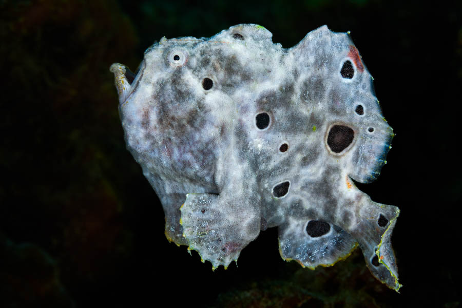 Longlure Frogfish Longlure Frogfish