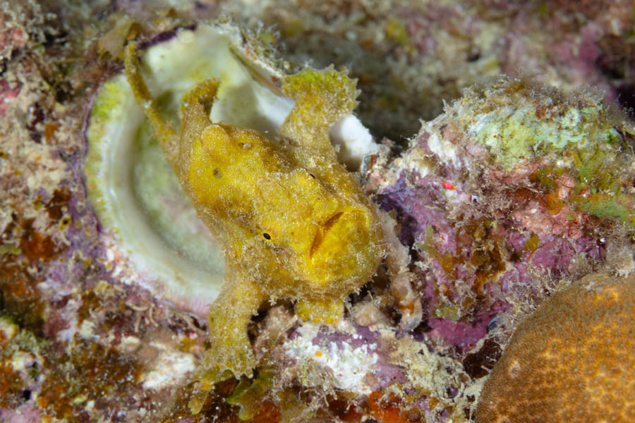 Longlure Frogfish Longlure Frogfish