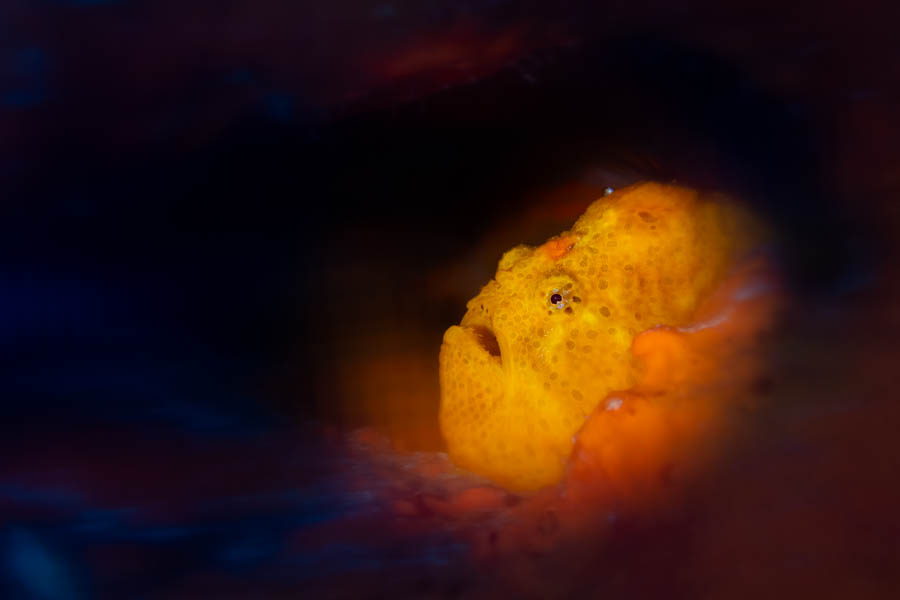 Longlure Frogfish Longlure Frogfish