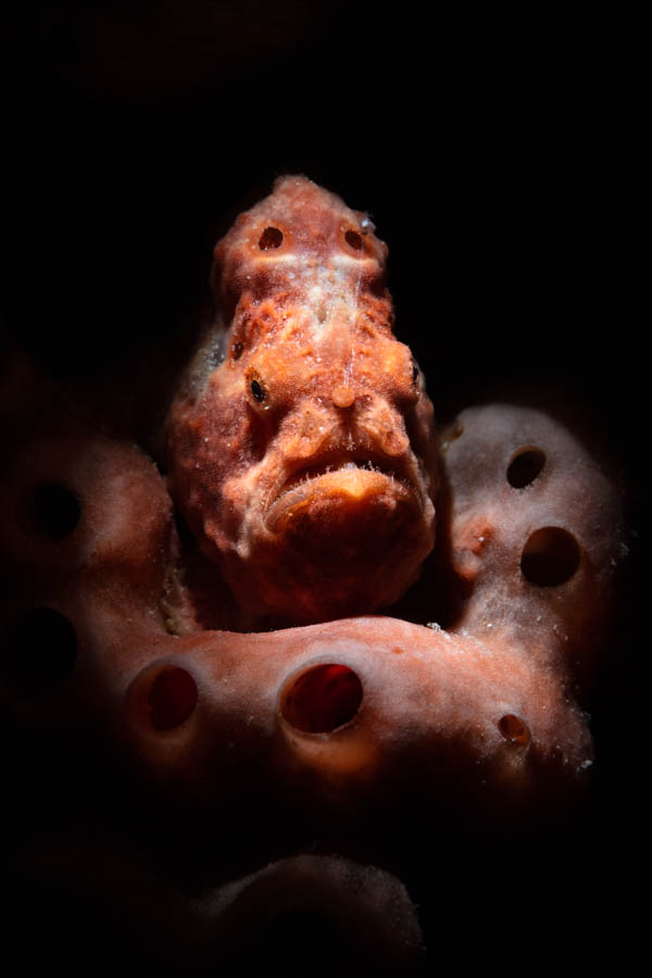 Longlure Frogfish Longlure Frogfish