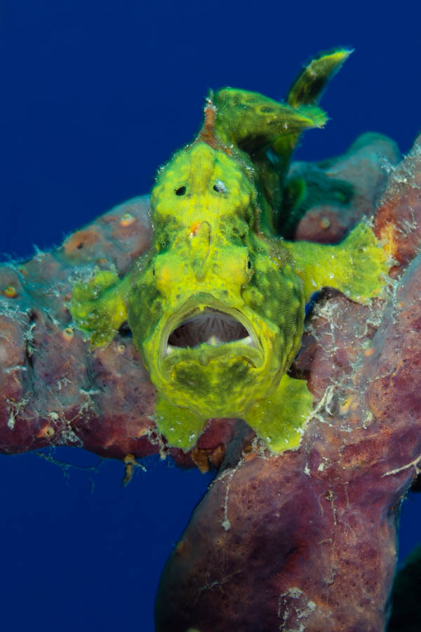 Longlure Frogfish Longlure Frogfish