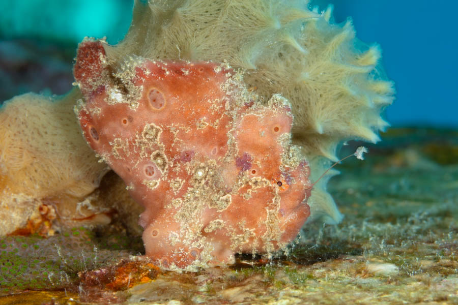 Longlure Frogfish Longlure Frogfish