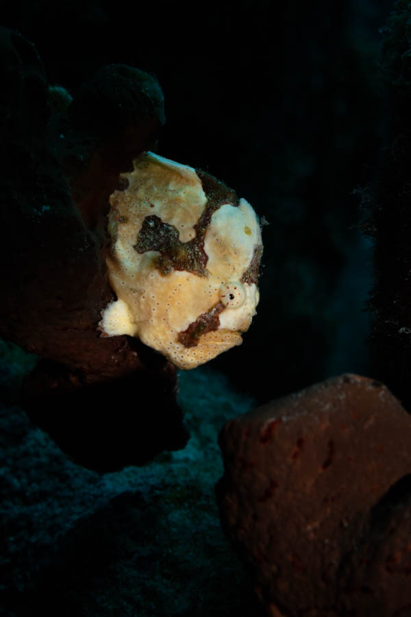 Longlure Frogfish Longlure Frogfish