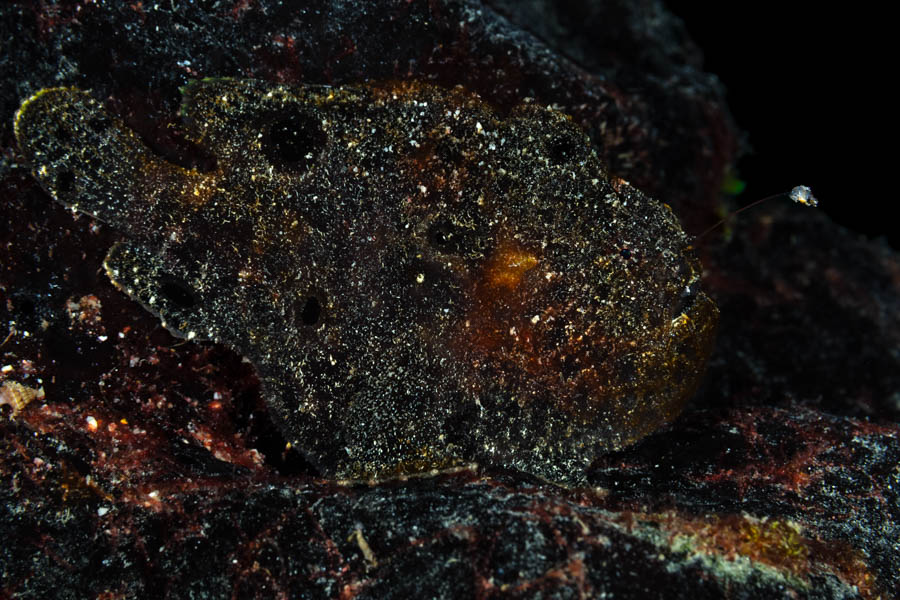 Longlure Frogfish Longlure Frogfish