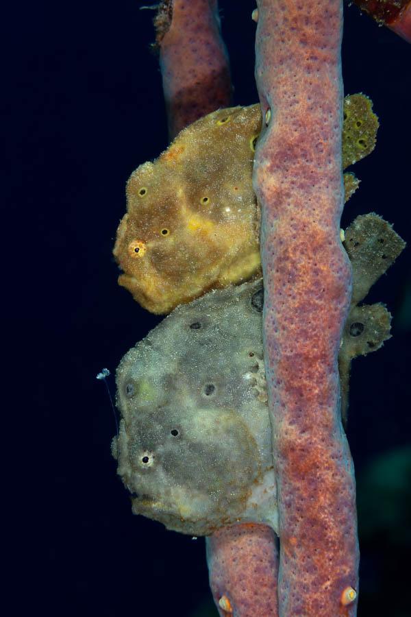 Longlure Frogfish Pair Longlure Frogfish Pair