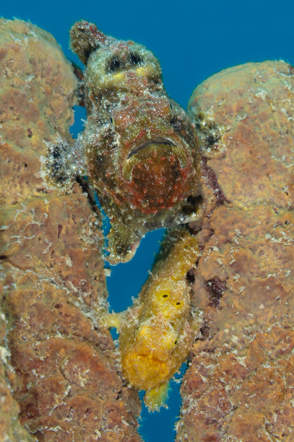 Longlure Frogfish Pair Longlure Frogfish Pair
