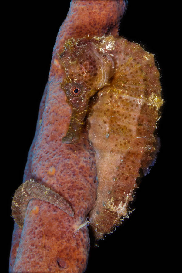 Longsnout Seahorse Longsnout Seahorse