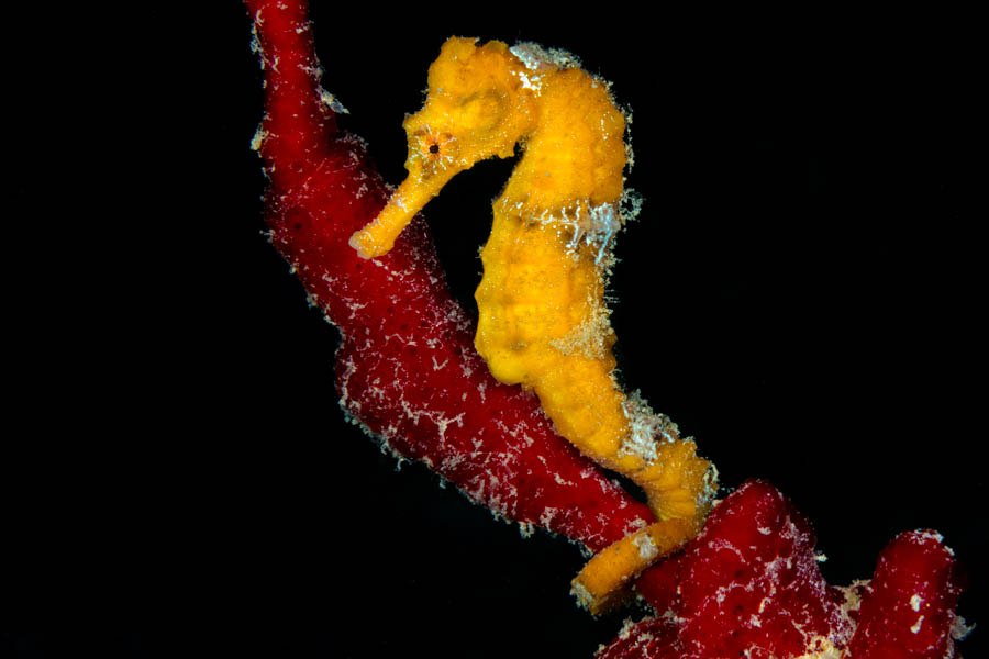 Longsnout Seahorse Longsnout Seahorse