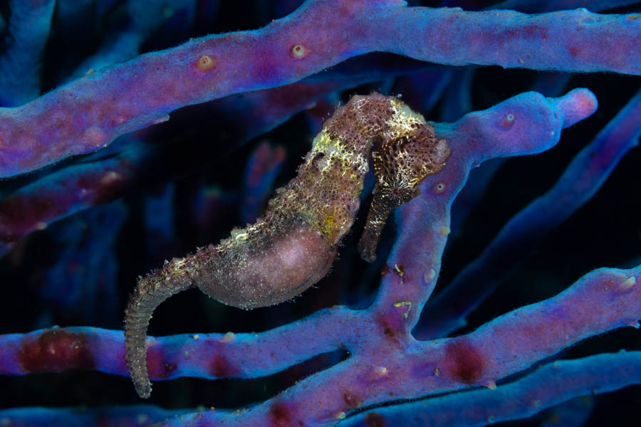 Longsnout Seahorse Longsnout Seahorse