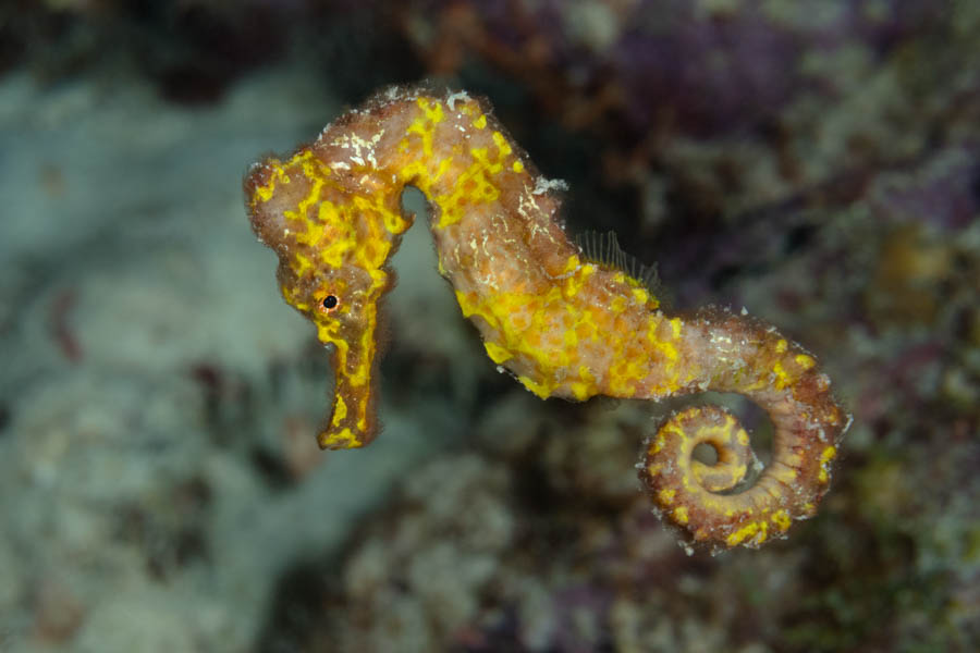 Longsnout Seahorse Longsnout Seahorse