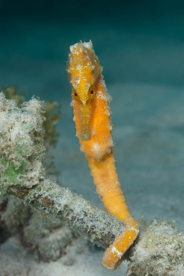 Longsnout Seahorse Longsnout Seahorse