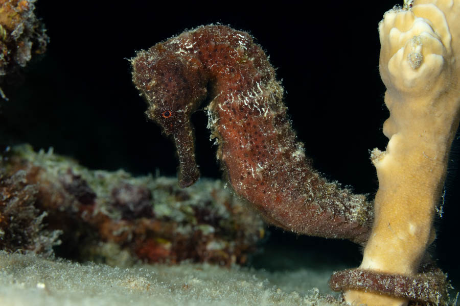 Longsnout Seahorse Longsnout Seahorse