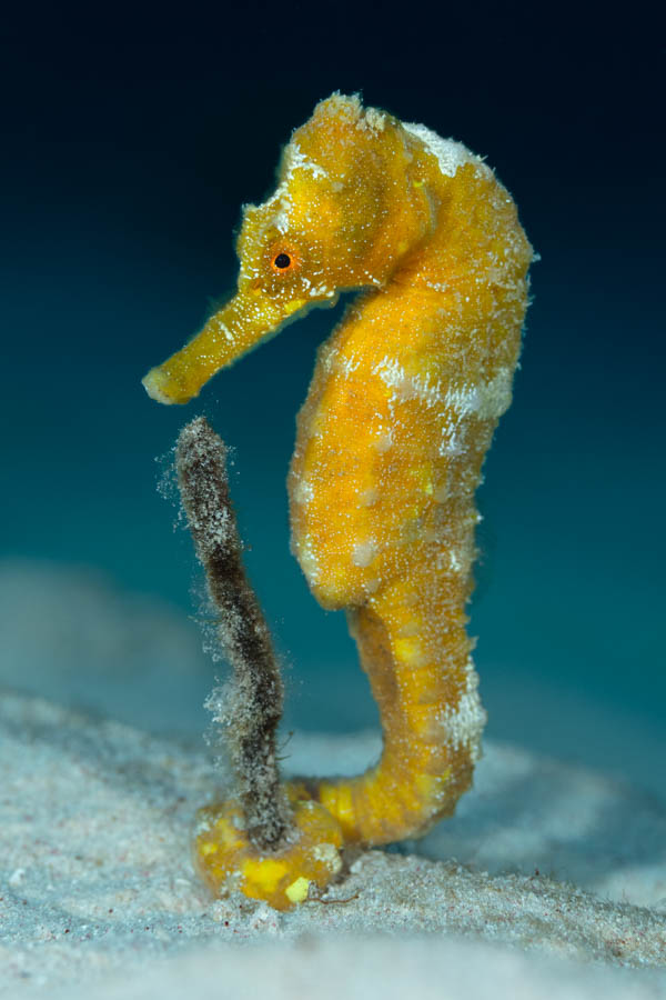 Longsnout Seahorse Longsnout Seahorse