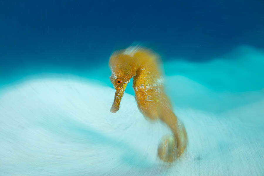 Longsnout Seahorse Longsnout Seahorse