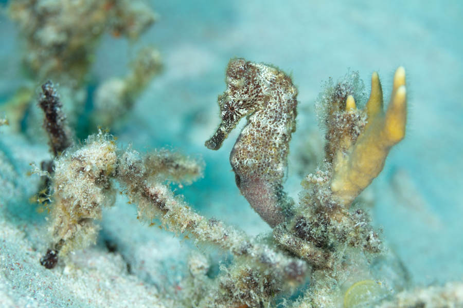 Longsnout Seahorse Longsnout Seahorse