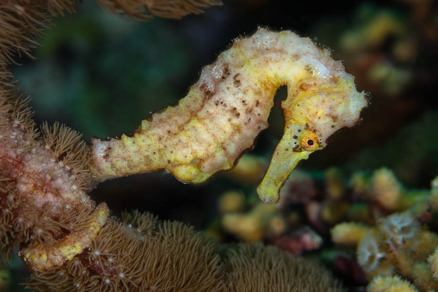 Longsnout Seahorse Longsnout Seahorse