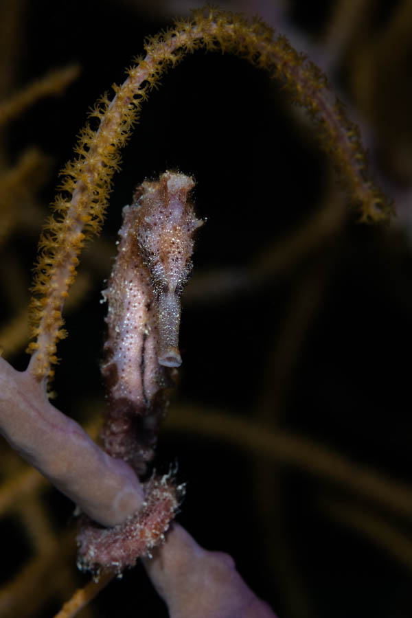 Longsnout Seahorse Longsnout Seahorse