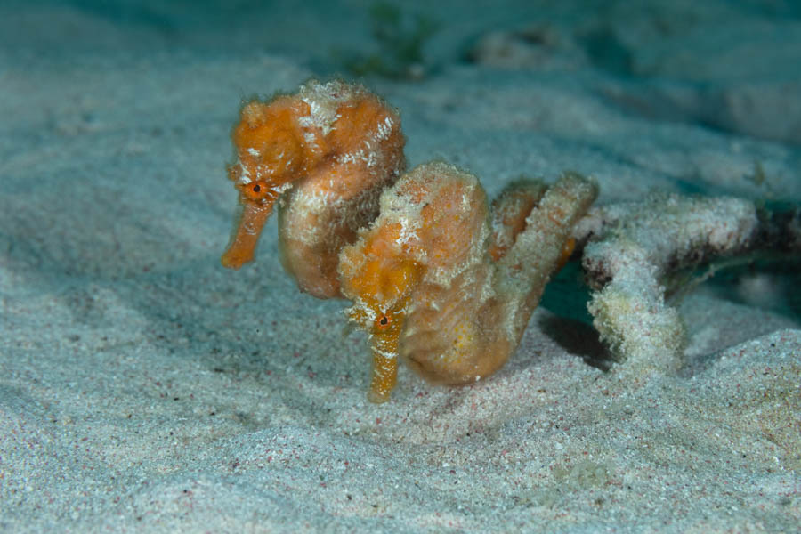 Longsnout Seahorse Pair Longsnout Seahorse Pair