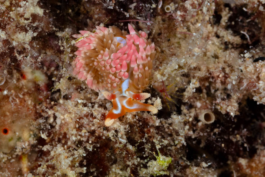 Lynx Nudibranch Lynx Nudibranch