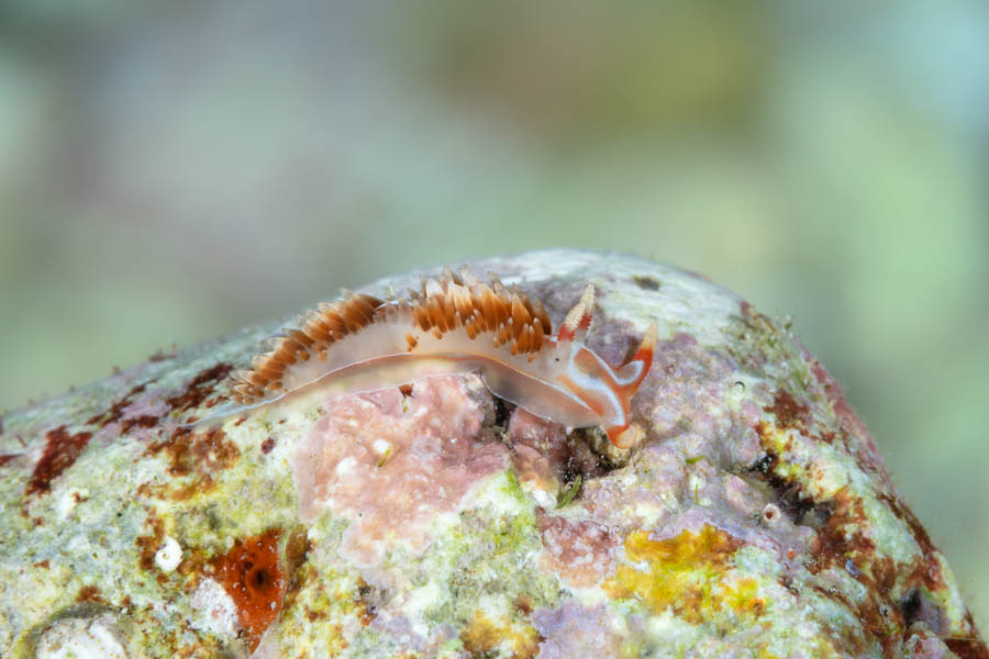 Lynx Nudibranch Lynx Nudibranch