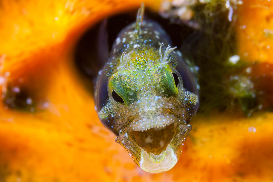 Mad Spinyhead Blenny Mad Spinyhead Blenny