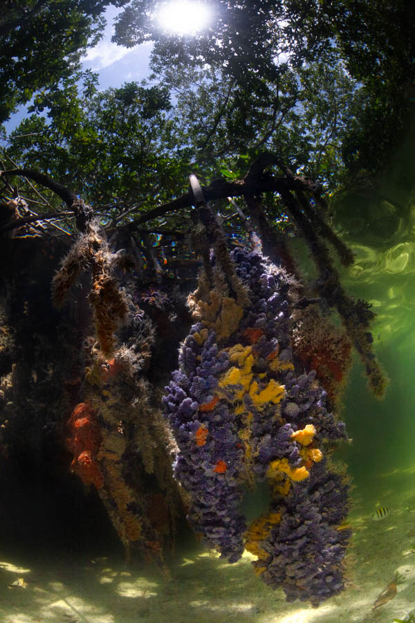 Mangrove Roots Mangrove Roots