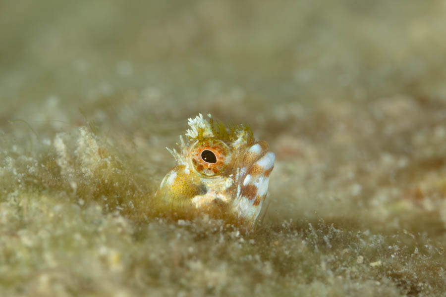 Medusa Blenny Medusa Blenny