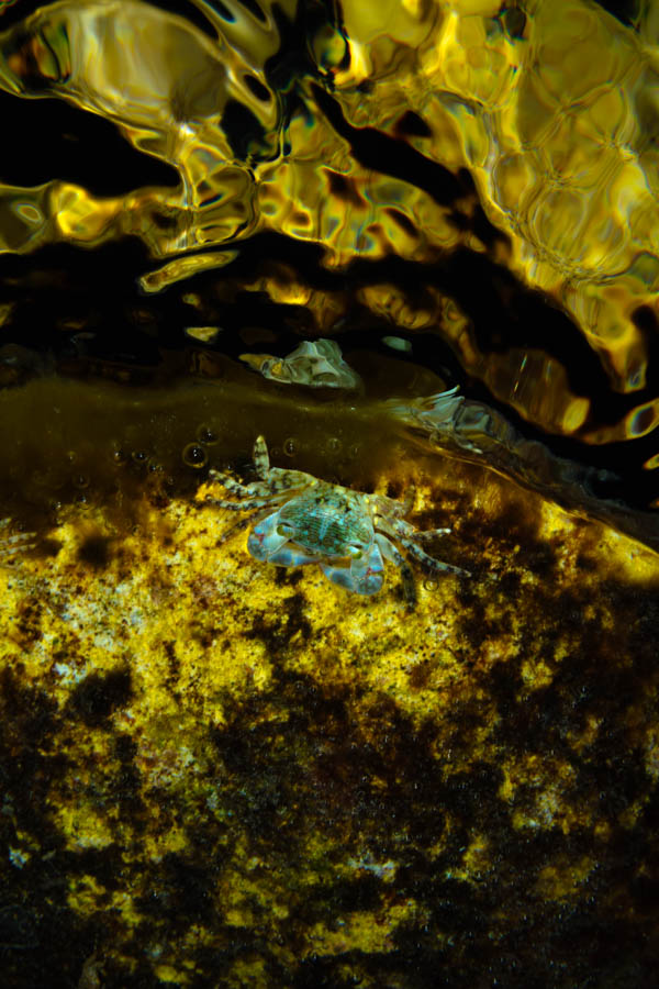 Mottled Shore Crab Mottled Shore Crab