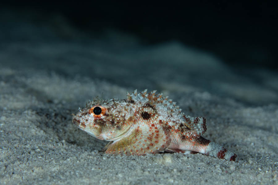 Mushroom Scorpionfish Mushroom Scorpionfish