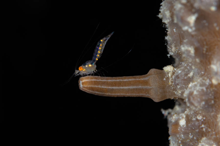 Mysid Shrimp Mysid Shrimp
