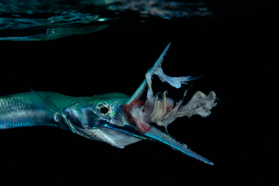 Needlefish Eats Fish Scraps Needlefish Eats Fish Scraps