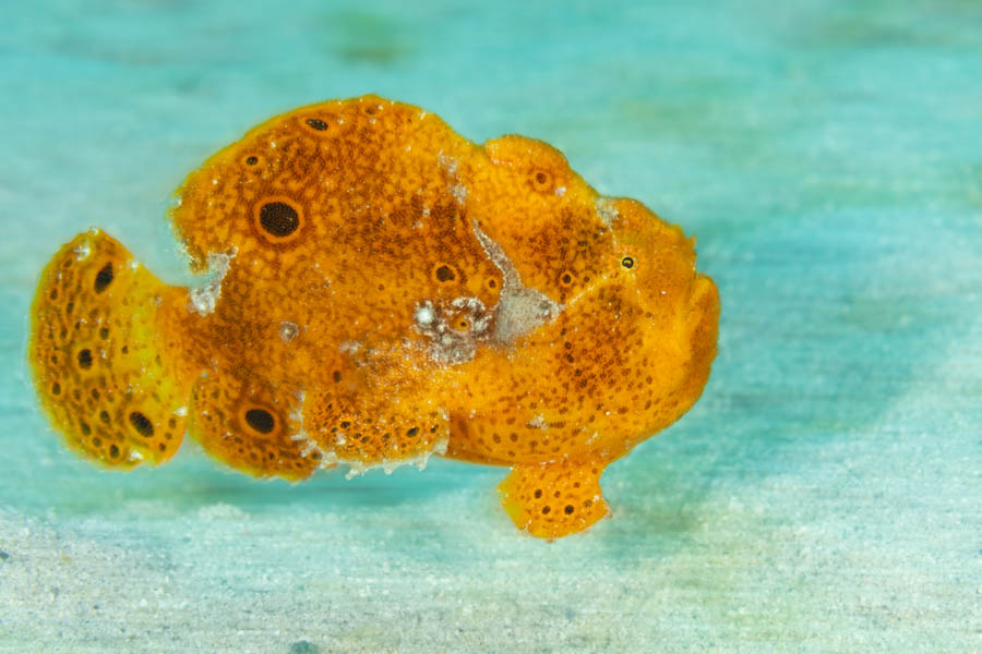 Orange Longlure Frogfish Orange Longlure Frogfish