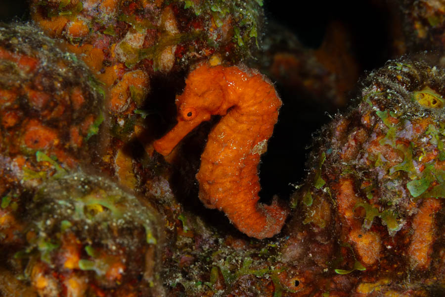 Orange Longsnout Seahorse Orange Longsnout Seahorse