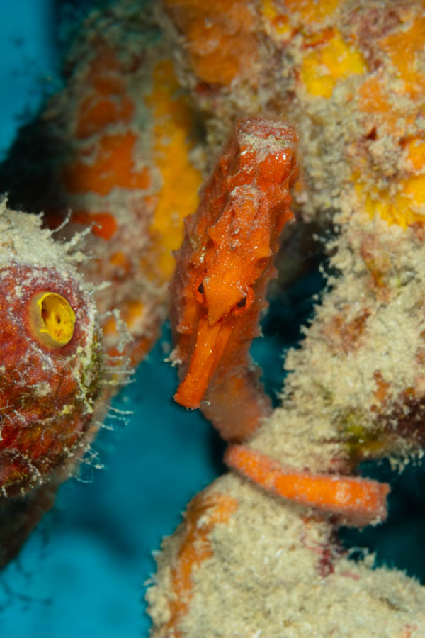 Orange Longsnout Seahorse Orange Longsnout Seahorse