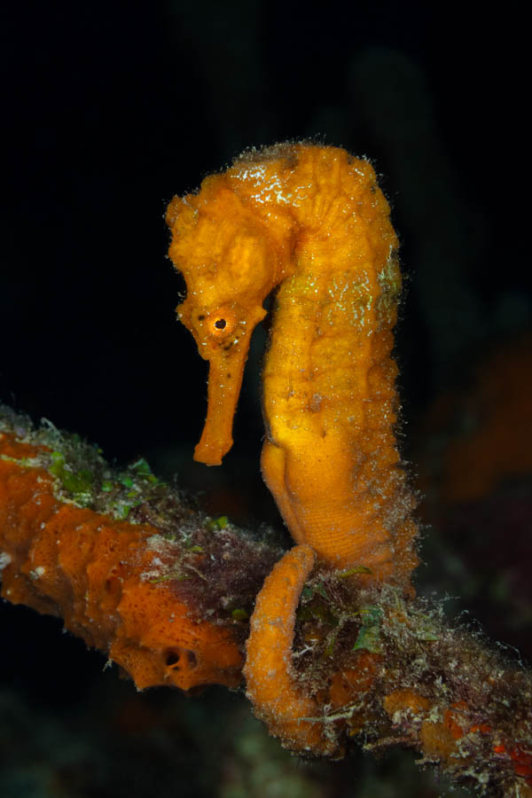 Orange Longsnout Seahorse Orange Longsnout Seahorse