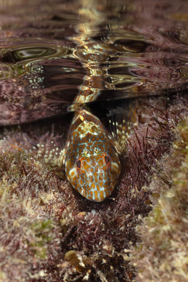 Orangespotted Blenny Orangespotted Blenny