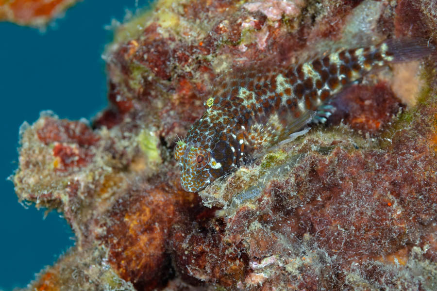 Oyster Blenny Oyster Blenny