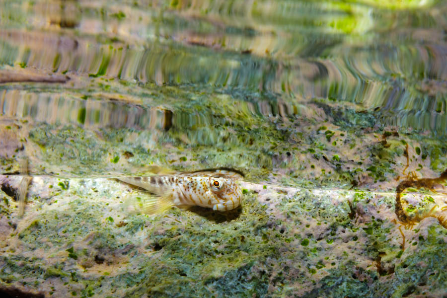 Pearl Blenny Pearl Blenny