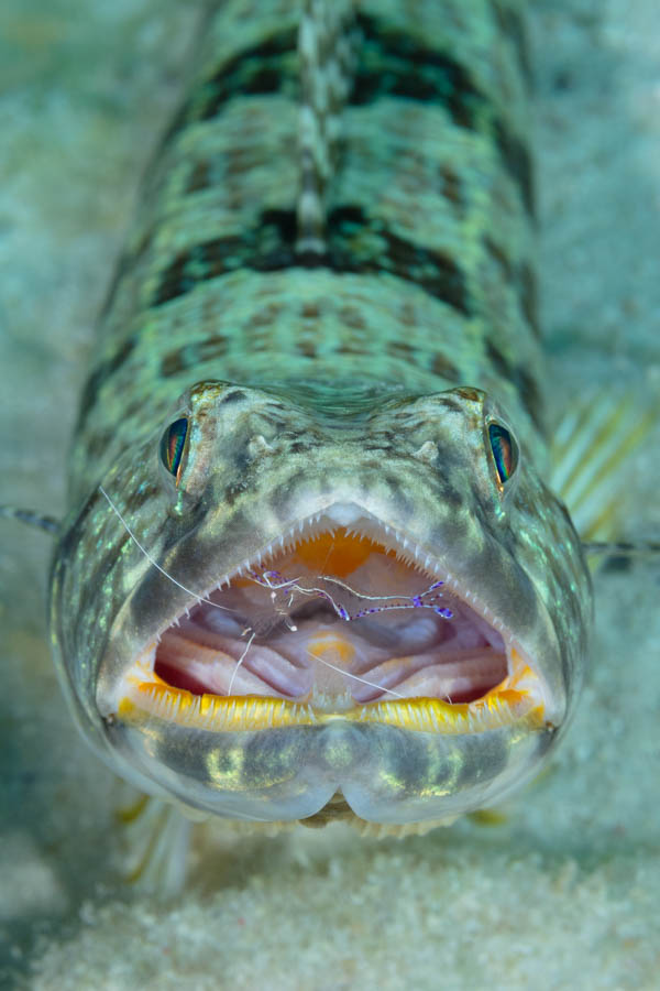 Pederson Cleaner Shrimp cleaning a Sand Diver Pederson Cleaner Shrimp cleaning a Sand Diver
