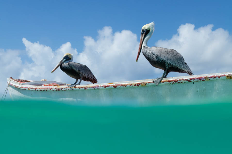 Pelicans on a fisherman's boat at Lac Bay Pelicans on a fisherman's boat at Lac Bay