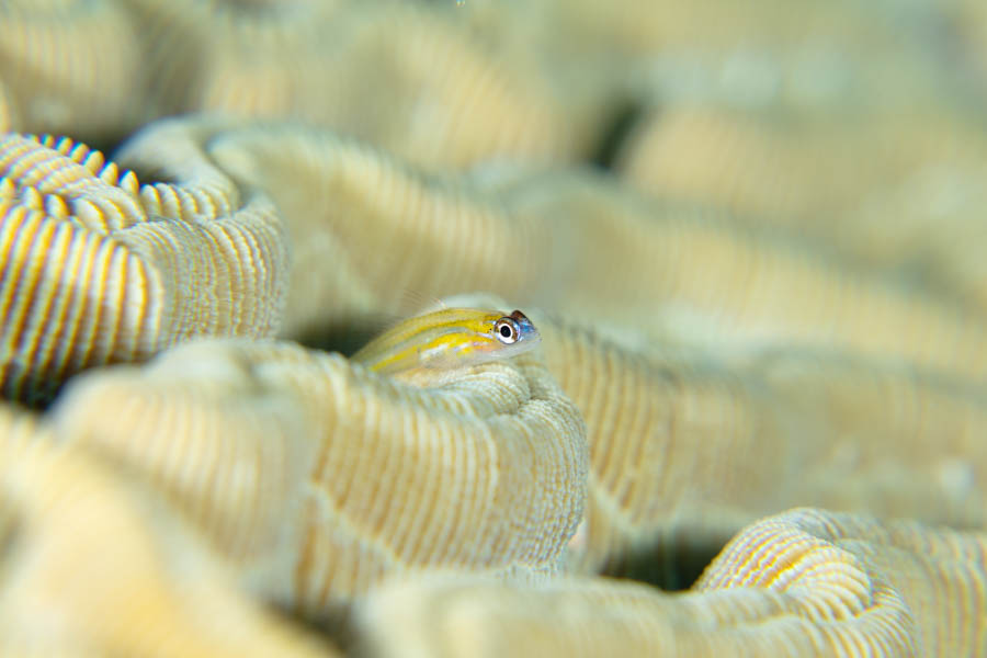 Peppermint Goby Peppermint Goby