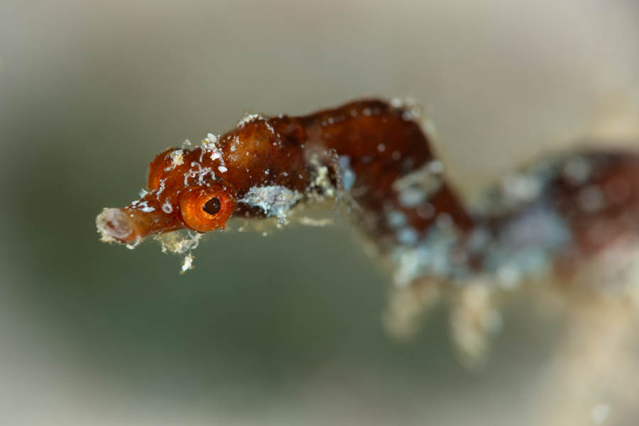 Pipehorse Pipehorse