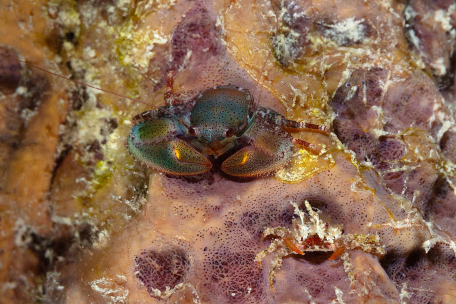 Porcelain Crab and Friends Porcelain Crab and Friends
